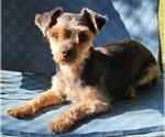 Small #4 Mutt