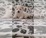 Small Photo #5 Shiba Inu Puppy For Sale in RIVERSIDE, CA, USA