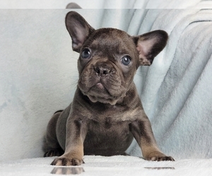 French Bulldog Puppy for sale in NEW YORK, NY, USA