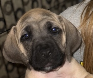 Mastiff Puppy for sale in BAY CITY, MI, USA