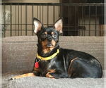 Small Chihuahua Mix