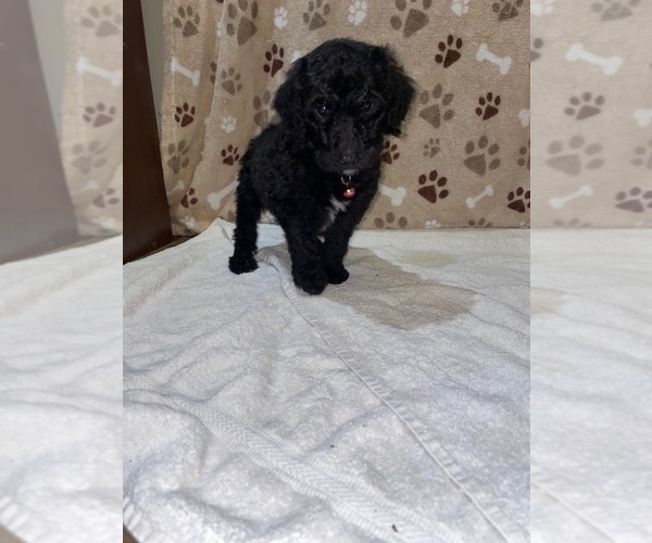 Medium Photo #21 Poodle (Standard) Puppy For Sale in RALEIGH, NC, USA