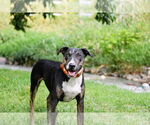 Small #6 Bull Terrier Mix