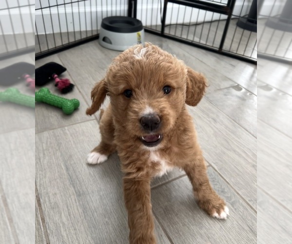 Medium Photo #1 Goldendoodle Puppy For Sale in LAKEWOOD RANCH, FL, USA