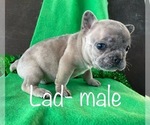 Small Photo #2 French Bulldog Puppy For Sale in TEMPLETON, CA, USA