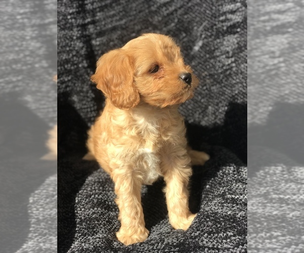 Medium Photo #9 Cavapoo Puppy For Sale in BOWLING GREEN, KY, USA