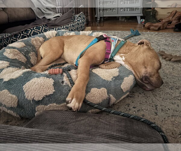 Medium Photo #2 Boxer-Staffordshire Bull Terrier Mix Puppy For Sale in Holly Springs, NC, USA