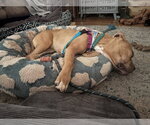 Small #1 Boxer-Staffordshire Bull Terrier Mix