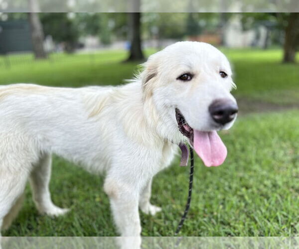 Medium Photo #9 Great Pyrenees Puppy For Sale in Spring, TX, USA