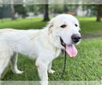 Small #8 Great Pyrenees