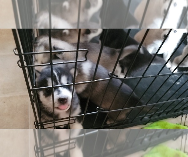 Medium Photo #1 Alaskan Husky-Wolf Hybrid Mix Puppy For Sale in TIFTON, GA, USA