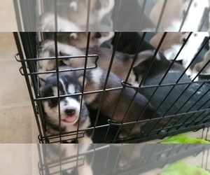 Alaskan Husky-Wolf Hybrid Mix Puppy for sale in TIFTON, GA, USA