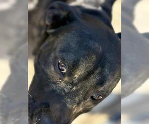 Medium American Pit Bull Terrier Mix
