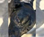 Small American Pit Bull Terrier Mix