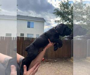 Medium Cane Corso