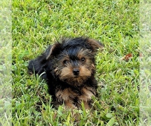 Morkie Puppy for sale in CASSVILLE, MO, USA