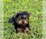 Image preview for Ad Listing. Nickname: Jasper