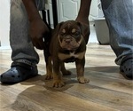 Puppy Debo Olde English Bulldogge