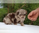 Small #7 ShihPoo