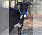 Small #2 Greyhound