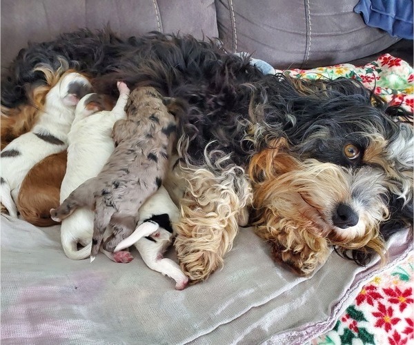 Medium Photo #2 Bernedoodle (Miniature) Puppy For Sale in LEETONIA, OH, USA