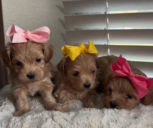 Maltipoo (Toy) Puppy for sale in DALLAS, TX, USA