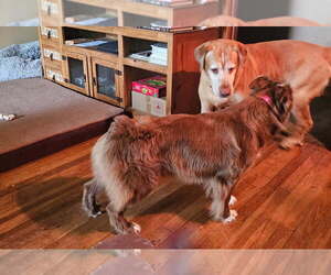 Father of the Sheprador puppies born on 03/26/2025