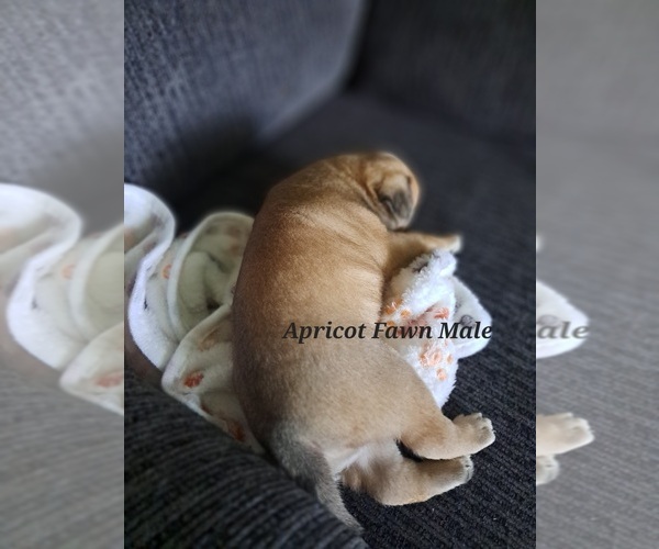Medium Photo #4 Pug Puppy For Sale in NEW BERN, NC, USA