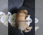 Small #3 Pug