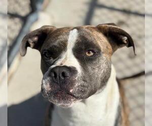American Pit Bull Terrier-Unknown Mix Dogs for adoption in Tulsa, OK, USA