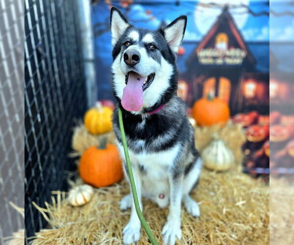 Medium Photo #3 - Mix Puppy For Sale in Long Beach, CA, USA