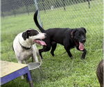 Small #7 Labrador Retriever Mix