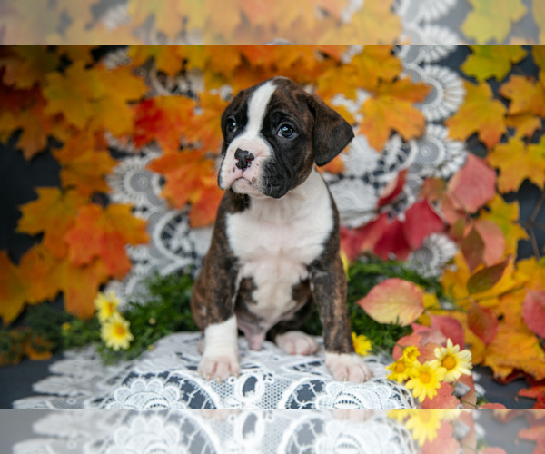 Medium Photo #4 Boxer Puppy For Sale in SHILOH, OH, USA
