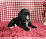 Small Photo #8 Golden Mountain Dog Puppy For Sale in BLACK FOREST, CO, USA