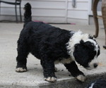 Small Photo #1 Bernese Mountain Dog-Portuguese Water Dog Mix Puppy For Sale in COATESVILLE, PA, USA