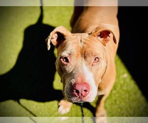 Medium American Pit Bull Terrier