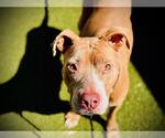 Small American Pit Bull Terrier