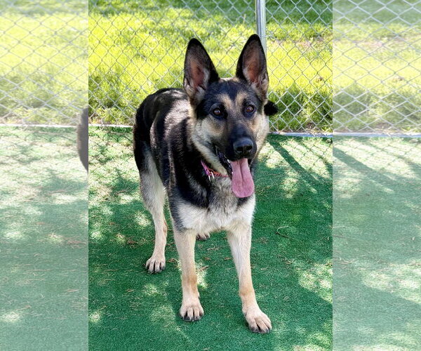 Medium Photo #2 German Shepherd Dog Puppy For Sale in Spring Lake, NJ, USA