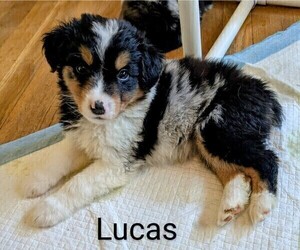 Australian Shepherd Puppy for sale in PAMPLIN, VA, USA