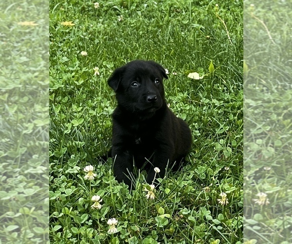 Medium Photo #3 Belgian Malinois Puppy For Sale in BURNINGTOWN, NC, USA