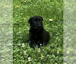 Small #2 Belgian Malinois