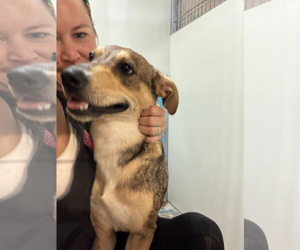 Medium Photo #4 Mutt Puppy For Sale in Oakhurst, NJ, USA