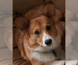 Father of the Pembroke Welsh Corgi puppies born on 04/02/2020