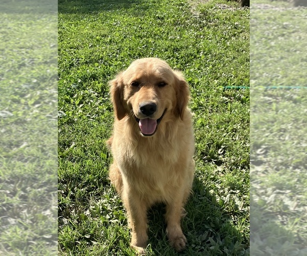 Medium Photo #1 Golden Retriever Puppy For Sale in MOUNT STERLING, KY, USA