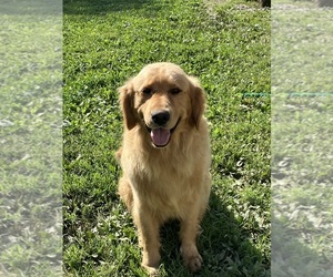 Father of the Golden Retriever puppies born on 06/04/2025