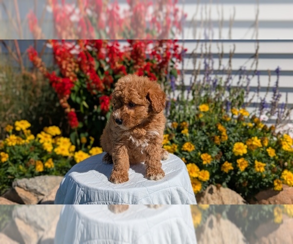 Medium Photo #12 Goldendoodle (Miniature) Puppy For Sale in GOSHEN, IN, USA
