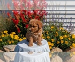 Small #11 Goldendoodle (Miniature)