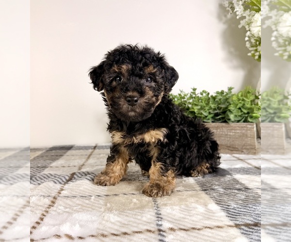 Medium Photo #1 Yorkipoo Puppy For Sale in GREENFIELD, IN, USA