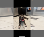 Small Photo #2 Mutt Puppy For Sale in Miami, FL, USA