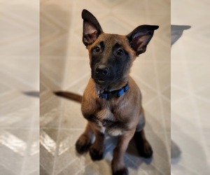 Belgian Malinois Puppy for sale in COWDEN, IL, USA